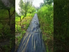 PP à haute perméabilité UV Mat de lutte contre les mauvaises herbes noir et vert