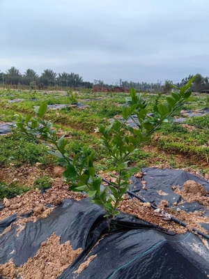PP à haute perméabilité UV Mat de lutte contre les mauvaises herbes noir et vert
