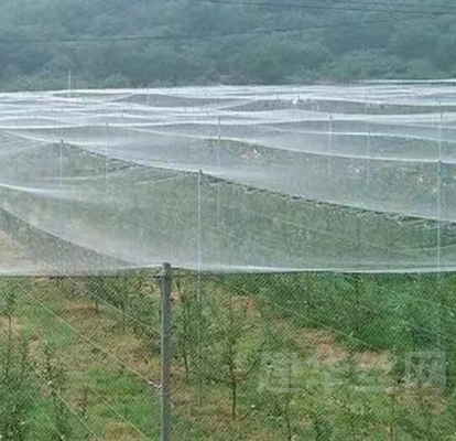 Réseau de protection contre les insectes et les oiseaux Réseau anti-grêle Réseau blanc anti-abeille Réseau de protection des cultures d'arbres