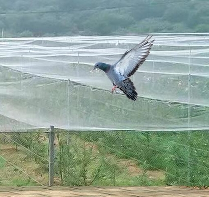 Réseau de protection contre les insectes pour les cultures pour les arbres fruitiers