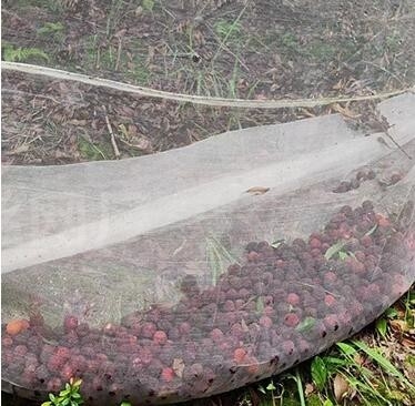 100% PE Blanc de couleur transparente Serre Réseau anti-insectes pour les plantes et les raisins