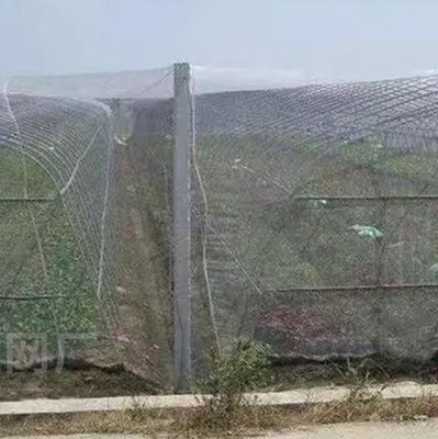 100% PE Blanc de couleur transparente Serre Réseau anti-insectes pour les plantes et les raisins
