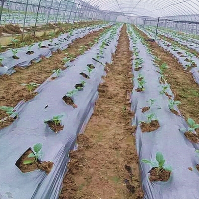 Agronomie Film de paillis pour mauvaises herbes Rétablir la température et la rétention d'humidité du sol V6