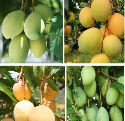 Protection d'élevage de fruit du Vietnam enveloppant le sac de papier de mangue imperméable