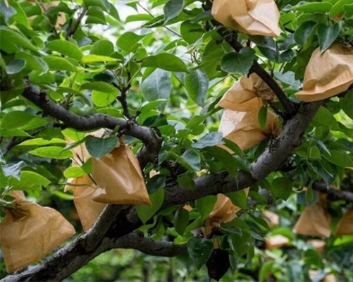 Protection d'élevage de fruit du Vietnam enveloppant le sac de papier de mangue imperméable