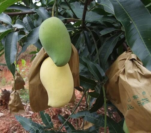 La bâche imperméable de mangue met en sac le sac de protection de fruit pour le marketing de Sri Lanka